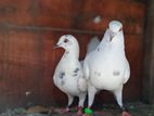 Pigeon