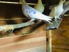 Pigeons