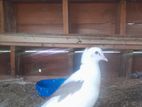 Pigeon