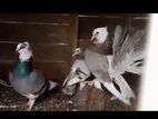 Pigeons