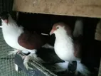 Pigeons