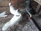 Pigeons