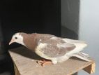 Pigeon