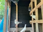 pigeon