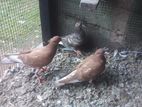 Pigeon