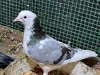 Pigeon