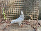 pigeon