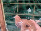 Pigeon