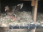 pigeon