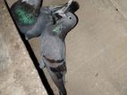 Pigeon