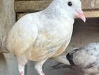 Pigeon