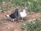 pigeon