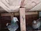 pigeon