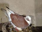 Pigeon