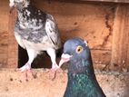 pigeon