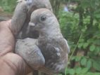 Pigeons
