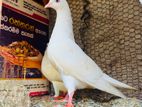 Pigeon