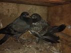 Pigeon