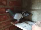 Pigeon