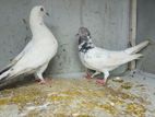Pigeon