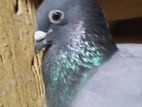 Pigeons