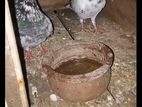 pigeon
