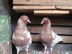 Pigeons