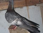 Pigeon