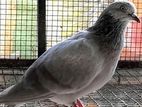 Pigeon