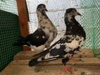 Pigeon