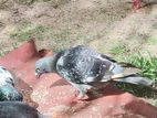 Pigeon