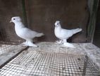 pigeon