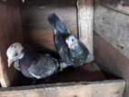 Pigeons