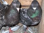Pigeon