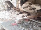 Pigeon