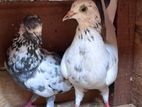 Pigeons