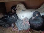 pigeon