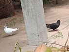 pigeon