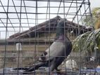 pigeon