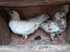 Pigeons