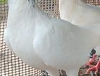 pigeon