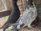 pigeon