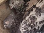 Pigeon