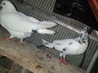 Pigeon