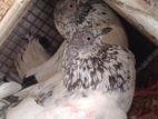 pigeon