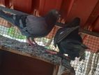 pigeon