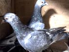 Pigeons