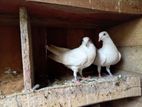 Pigeons