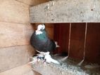pigeon