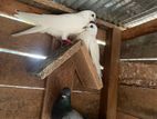 pigeon